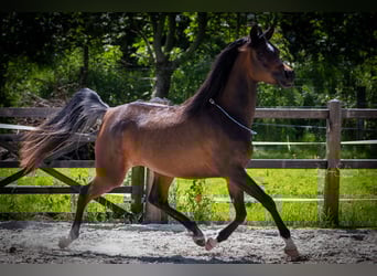 Pur-sang arabe, Jument, 3 Ans, 154 cm, Bai brun