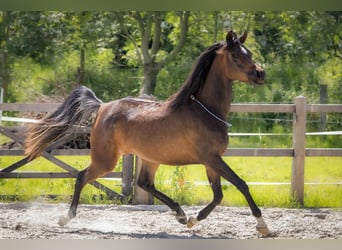Pur-sang arabe, Jument, 3 Ans, 154 cm, Bai brun