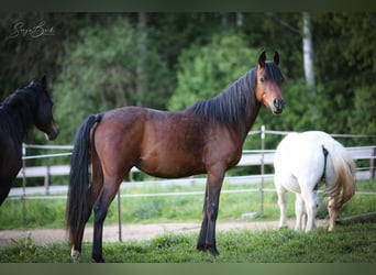 Pur-sang arabe, Jument, 3 Ans, 154 cm, Bai