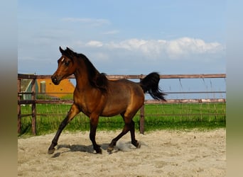 Pur-sang arabe, Jument, 3 Ans, 155 cm, Bai brun