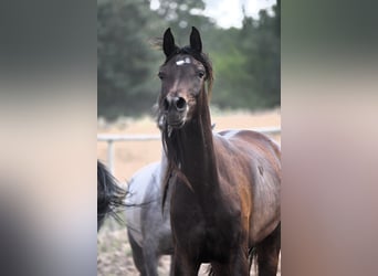 Pur-sang arabe, Jument, 3 Ans, 155 cm, Bai brun foncé