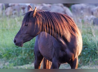 Pur-sang arabe, Jument, 3 Ans, 155 cm, Noir