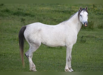Pur-sang arabe, Jument, 3 Ans, 155 cm, Noir