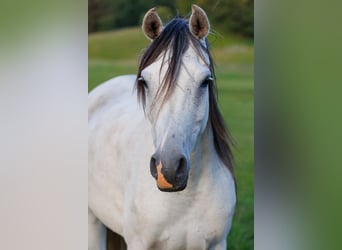 Pur-sang arabe, Jument, 3 Ans, 155 cm, Noir