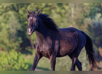 Pur-sang arabe, Jument, 3 Ans, 155 cm, Noir