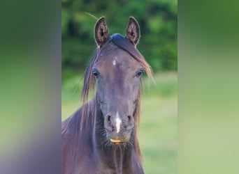 Pur-sang arabe, Jument, 3 Ans, 155 cm, Noir