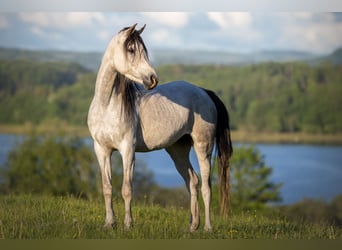 Pur-sang arabe, Jument, 3 Ans, 155 cm, Noir