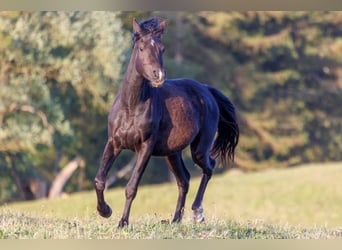 Pur-sang arabe, Jument, 3 Ans, 155 cm, Noir