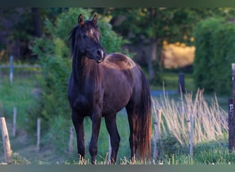 Pur-sang arabe, Jument, 3 Ans, 155 cm, Noir