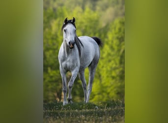 Pur-sang arabe, Jument, 3 Ans, 155 cm, Noir