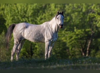 Pur-sang arabe, Jument, 3 Ans, 155 cm, Noir