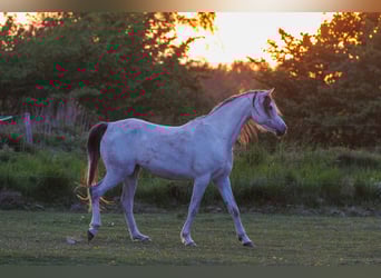 Pur-sang arabe, Jument, 3 Ans, 155 cm, Noir
