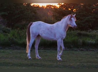 Pur-sang arabe, Jument, 3 Ans, 155 cm, Noir