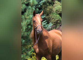 Pur-sang arabe, Jument, 3 Ans, 156 cm, Alezan brûlé