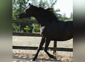 Pur-sang arabe, Jument, 3 Ans, 156 cm, Noir