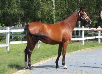 Pur-sang arabe, Jument, 3 Ans, 157 cm, Bai