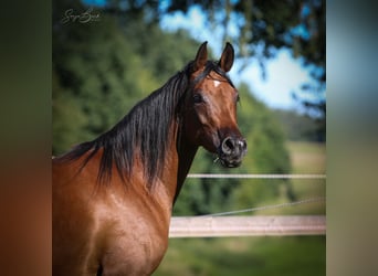 Pur-sang arabe, Jument, 3 Ans, 158 cm, Bai