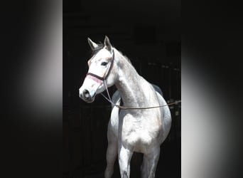 Pur-sang arabe, Jument, 3 Ans, 160 cm, Gris