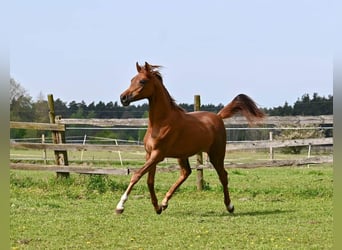 Pur-sang arabe, Jument, 3 Ans, Alezan