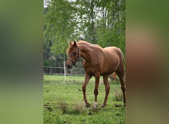 Pur-sang arabe, Jument, 3 Ans, Alezan