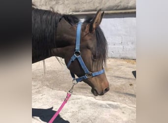 Pur-sang arabe, Jument, 3 Ans, Bai