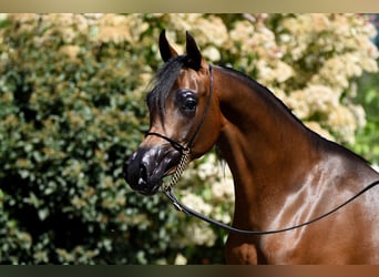 Pur-sang arabe, Jument, 3 Ans, Bai