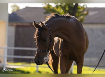 Pur-sang arabe, Jument, 3 Ans, Bai