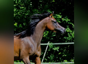 Pur-sang arabe, Jument, 4 Ans, 150 cm, Bai