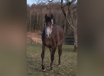 Pur-sang arabe, Jument, 4 Ans, 151 cm, Gris noir