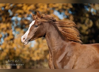 Pur-sang arabe, Jument, 4 Ans, 152 cm, Alezan brûlé