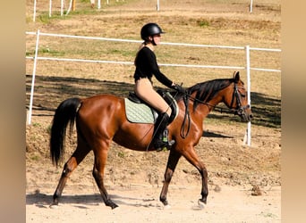 Pur-sang arabe, Jument, 4 Ans, 153 cm, Bai