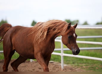 Pur-sang arabe, Jument, 4 Ans, 155 cm, Alezan