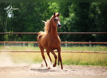 Pur-sang arabe, Jument, 4 Ans, 155 cm, Alezan