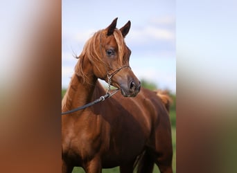 Pur-sang arabe, Jument, 4 Ans, 155 cm, Alezan