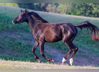 Pur-sang arabe, Jument, 4 Ans, 155 cm, Noir