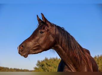 Pur-sang arabe, Jument, 4 Ans, 155 cm, Noir