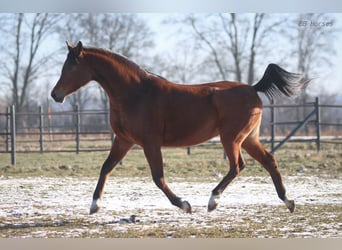 Pur-sang arabe, Jument, 4 Ans, 156 cm, Bai