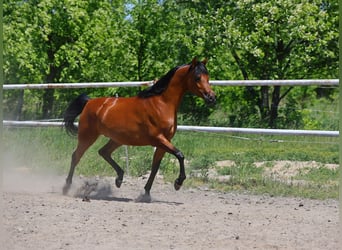 Pur-sang arabe, Jument, 4 Ans, 156 cm, Bai