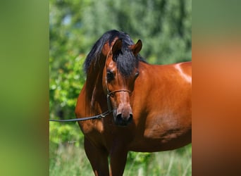 Pur-sang arabe, Jument, 4 Ans, 156 cm, Bai