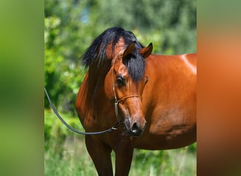 Pur-sang arabe, Jument, 4 Ans, 156 cm, Bai