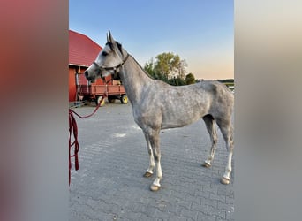 Pur-sang arabe, Jument, 4 Ans, 156 cm, Gris