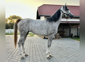 Pur-sang arabe, Jument, 4 Ans, 157 cm, Gris