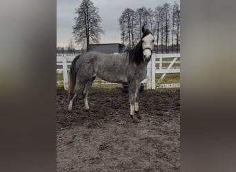 Pur-sang arabe, Jument, 4 Ans, 157 cm, Gris