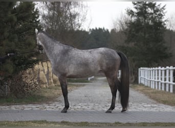 Pur-sang arabe, Jument, 4 Ans, 158 cm, Gris pommelé