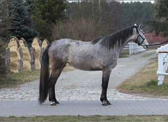 Pur-sang arabe, Jument, 4 Ans, 158 cm, Gris pommelé