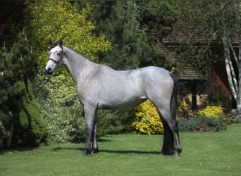 Pur-sang arabe, Jument, 4 Ans, 159 cm, Gris