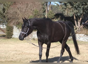 Pur-sang arabe, Jument, 4 Ans, 160 cm, Noir