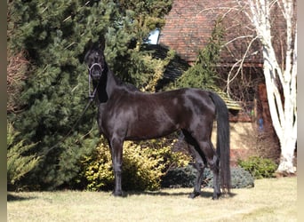 Pur-sang arabe, Jument, 4 Ans, 160 cm, Noir