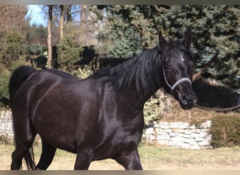Pur-sang arabe, Jument, 4 Ans, 160 cm, Noir