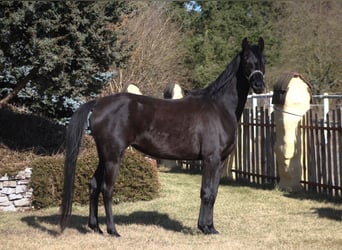 Pur-sang arabe, Jument, 4 Ans, 160 cm, Noir